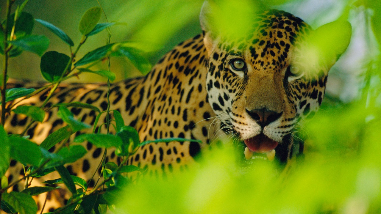 Apoya UAT esfuerzos para conservación del jaguar, guacamaya y ocelote